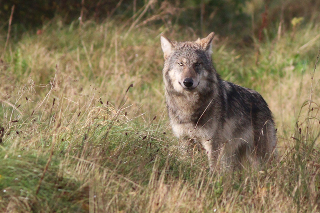 Wolf